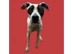 Adopt TUSC-Stray-tu328 a Hound, Terrier