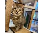 Adopt Fred a Domestic Short Hair