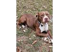 Adopt Maco a Pit Bull Terrier