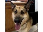 Adopt Waylon a German Shepherd Dog