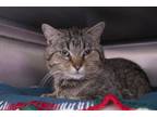 Adopt George a Tabby, Domestic Short Hair