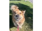 Adopt Amando a Chow Chow, Mixed Breed