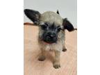 Adopt Oliver a Terrier, Mixed Breed