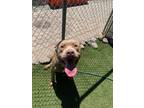Adopt CHOCOLATE a Pit Bull Terrier