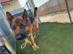 Adopt LARS a German Shepherd Dog