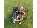 Adopt YUNO a Border Terrier, Mixed Breed