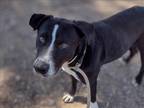 Adopt CARSON a Pit Bull Terrier, Border Collie