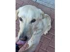 Adopt WALTER a Labrador Retriever, Mixed Breed