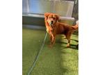 Adopt ASTA a Chow Chow, Mixed Breed