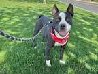 Adopt JET a American Staffordshire Terrier