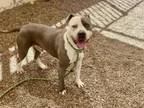 Adopt NICO a Pit Bull Terrier, Mixed Breed