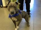 Adopt PEZ a Pit Bull Terrier