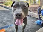 Adopt PEZ a Pit Bull Terrier