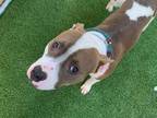 Adopt GOGGLES a Pit Bull Terrier, Mixed Breed