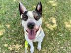 Adopt PASTORE a Pit Bull Terrier, Mixed Breed