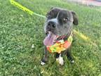 Adopt WIDGET a Pit Bull Terrier