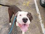 Adopt TONKA a Pit Bull Terrier