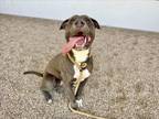Adopt BOSCO a Pit Bull Terrier