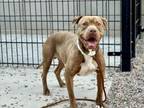 Adopt COGNAC a Pit Bull Terrier