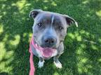 Adopt VEGA a Pit Bull Terrier