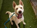 Adopt BRADEN a Siberian Husky