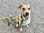 Adopt LUAM a Labrador Retriever, Mixed Breed