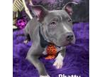 Adopt Phatty a Pit Bull Terrier