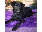 Adopt Nox a Labrador Retriever