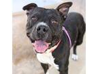 Adopt BONGO* a Pit Bull Terrier