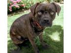 Adopt MAHALO* a Staffordshire Bull Terrier, Pug