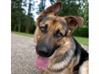 Adopt ANGUS* a German Shepherd Dog