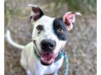 Adopt KINO* a Australian Cattle Dog / Blue Heeler, Pit Bull Terrier