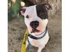 Adopt BUBBA* a Pit Bull Terrier, Mixed Breed