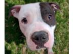 Adopt BUBBA* a Pit Bull Terrier, Mixed Breed