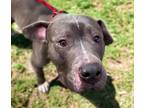 Adopt BABY BOY* a Pit Bull Terrier, Mixed Breed