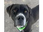 Adopt BRUCE* a Mastiff