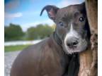 Adopt BESITO* a Pit Bull Terrier