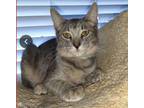 Adopt Ash a Domestic Short Hair