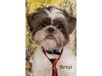 Adopt Benji a Shih Tzu, Shepherd