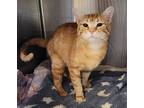 Adopt Mango Tango a Domestic Short Hair