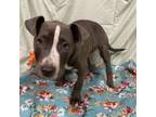 Adopt KAREV a Pit Bull Terrier, Mixed Breed