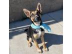 Adopt BOLT a German Shepherd Dog, Mixed Breed