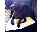 Adopt Brownie a German Shorthaired Pointer