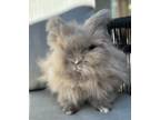 Adopt Max (part of bonded pair) a Bunny Rabbit