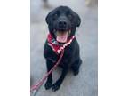 Adopt Fringe a Black Labrador Retriever, Border Collie