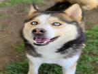 Adopt Dog a Siberian Husky, Mixed Breed