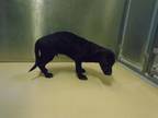 Adopt Dog a Labrador Retriever, Mixed Breed