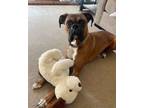 Adopt Tyson a Boxer