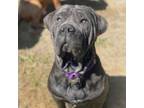 Adopt Rotini a Neapolitan Mastiff, Cane Corso