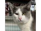 Adopt Mario a Domestic Short Hair